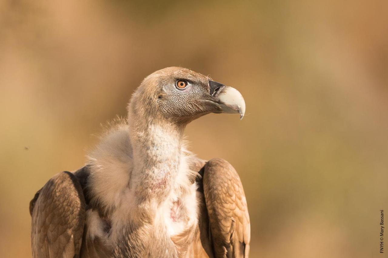 Eco-Lodge En La Reserva Privada Campanarios De Azaba - Proyecto De Conservacion Espeja Dış mekan fotoğraf