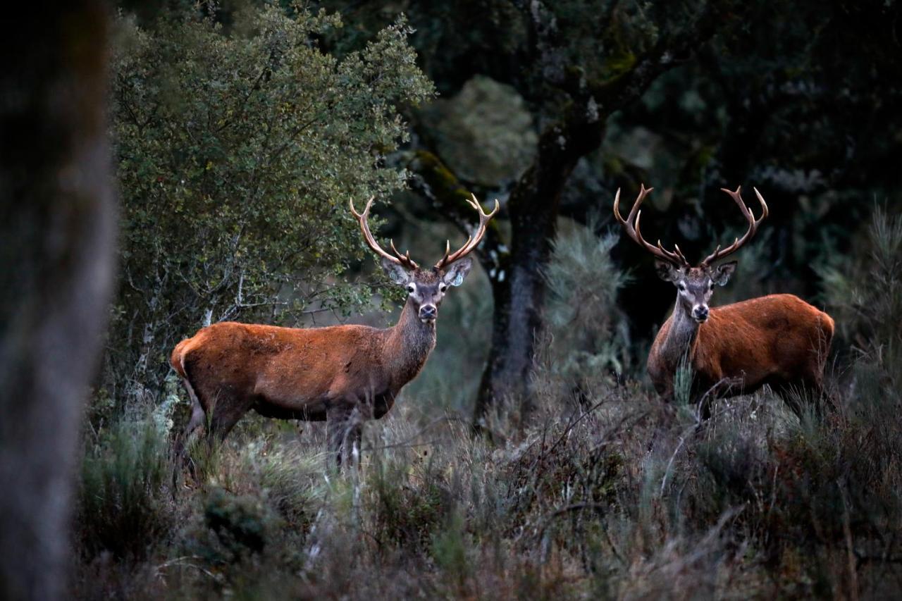 Eco-Lodge En La Reserva Privada Campanarios De Azaba - Proyecto De Conservacion Espeja Dış mekan fotoğraf
