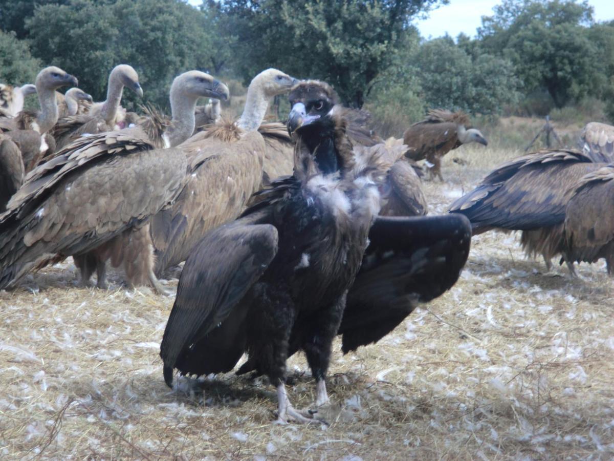 Eco-Lodge En La Reserva Privada Campanarios De Azaba - Proyecto De Conservacion Espeja Dış mekan fotoğraf